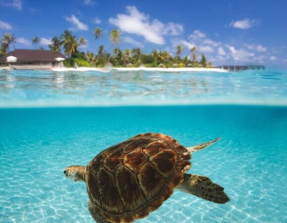 Explore the amazing marine life. Join Maldives trip by Triponam