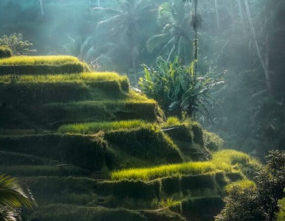 Explore Bali with Triponam! The lush Tegalalang Rice Terraces in Ubud