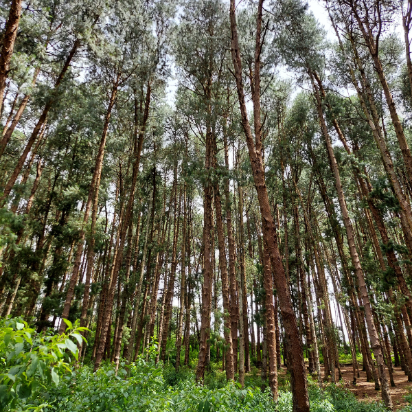 Best experiences in Ooty - Pine Forest