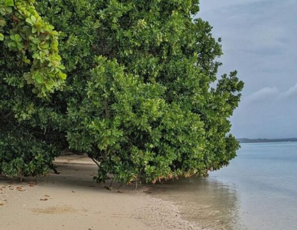 Explore Radhanagar Beach with Triponam.